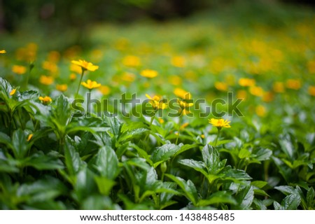 Singapore dailsy with green leaf on bokeh background.Little yellow star flower, Singapore dailsy, Melampodium Divaricatum with leaf green background