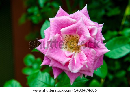 Rosa gallica, the Gallic rose, French rose or rose of Provins, is a species of flowering plant in the rose family, native to southern and central Europe eastwards to Turkey and the Caucasus.