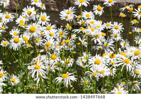 White daisy flowers many field nature landscape.