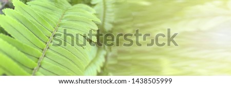 Natural Leaf Banners for Websites,Green fern leaves pattern backggrond.