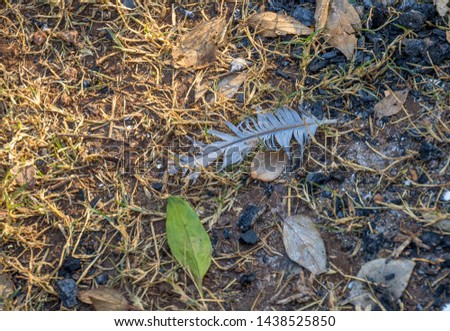 A damaged grey feather, dry grass,dry leaves, sun and shadow on a piece of earth image for background use with copy space