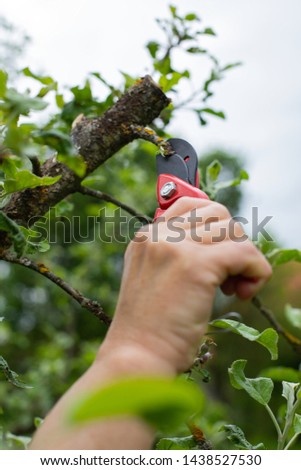 Close up picture of woman's hand holding garden shears, cutting off old branches in the garden on springtime outdoor