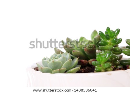 Succulent plant, close-up, shot in the studio