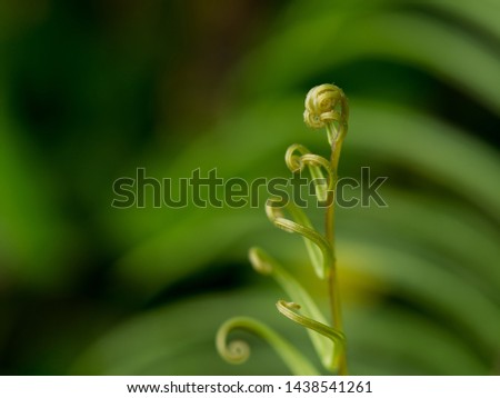 green grass shoots in bright light on monday morning, natural concept on image photography.