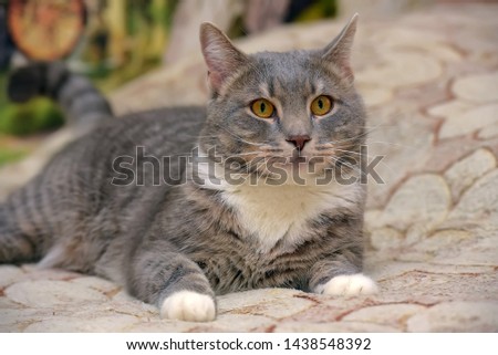 beautiful gray with white large domestic cat on the sofa
