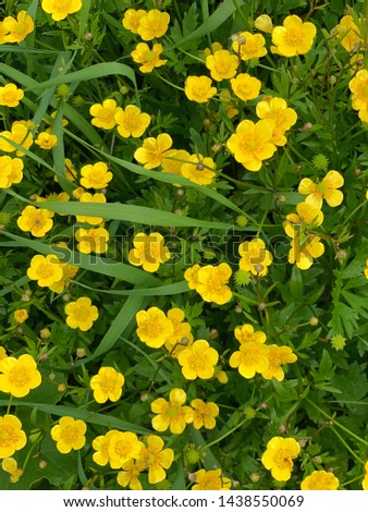 Ranunculus blooming buttercups flowers background