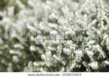 Picture of Flowers. Close up of Common Heather ( Calluna vulgaris ). Bright natural cyan background.