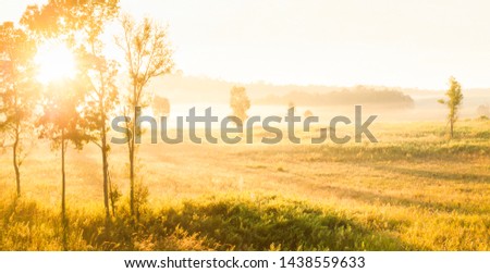 Glowing sunrise shines through tropical trees onto the mist and golden grassland, tranquil summer scenery.