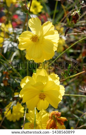 Yellow flowers are blooming in the flower garden. very beautiful