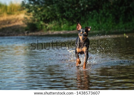 Portrait dog in the water in nature in summer with beach stones and trees in the background