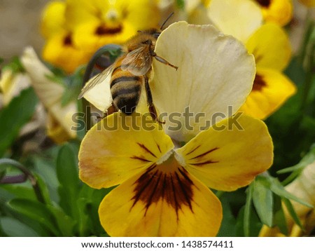 Humble Bumble Bee Pollenating Pansys