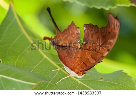 Marpesia petreus is a leaf-cloaking butterfly