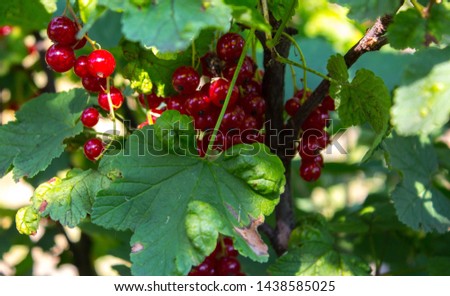 red ripe berries on a branch