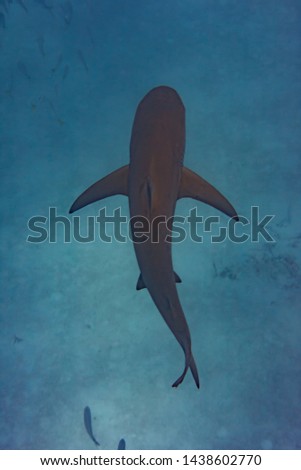 Caribbean Reef Shark on the prowl for a meal in the Turks and Caicos Islands.