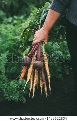 Bunch of vegetables in women's hand. Organic carrots and beets. Healthy food. Royalty-Free Stock Photo #1438622834