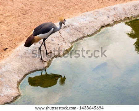 The Abdim's stork (Ciconia abdimii), also known as white-bellied stork, is a black stork with grey legs, red knees and feet, grey bill and white underparts. Ciconia inside the Valencia Bioparc.