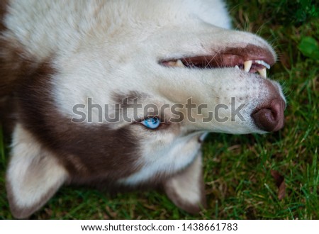 Creative picture with brown husky dog with blue eyes on green grass