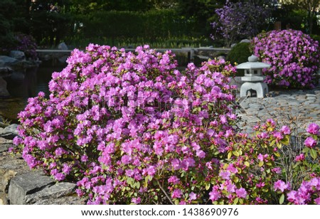 Flowering rhododendron bushes by the pond in a Chinese garden.