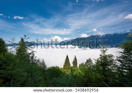 Pine trees - forest, clouds and sea of clouds. Landscape photo was taken from Sal Plateau, Kackar mountains, highlands of northeastern Turkey.                            