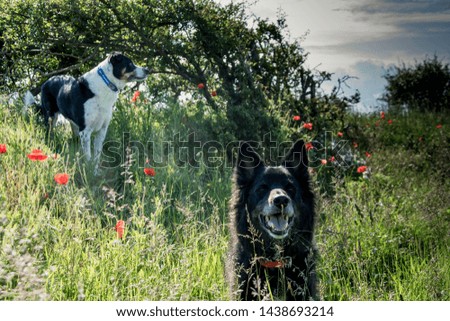 Collie dogs among the poppies