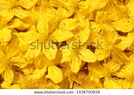 many St John's wort blossoms Royalty-Free Stock Photo #1438700828