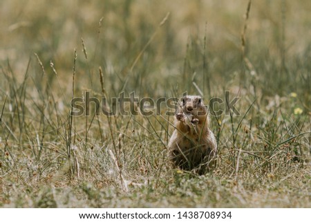 Gopher in the field on the grass