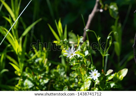 White little flowers in the grass
