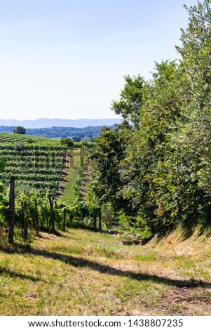 Brda, Slovenian Collio, Kozana, San Floriano, vineyard, wine, tasting, grapevine, Friuli Venezia Giulia, wine destination,