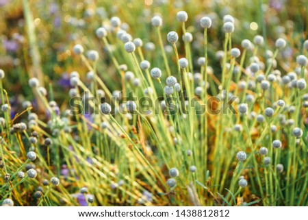 Soft blurred golden green and wild purple flowers field grass background, close up, rural scenery, in form of taw close up.