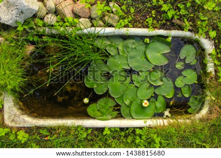 Useless bath is reused as a mini pond with water lilies and other plants. Zero Waste Lifestyle. Turn your old bath into a home for aquatic plants and animals in your backyard. Backyard project