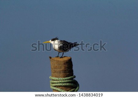 Greater crested tern, Goa, India