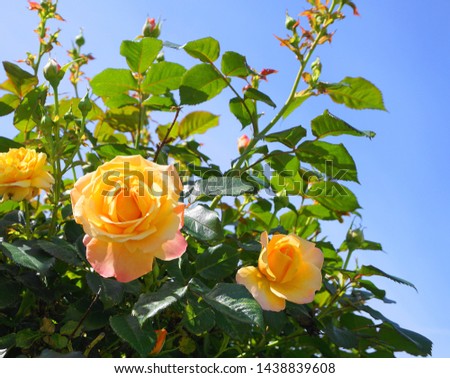 Beautiful amber-colored roses in the garden on blue sky background close up.
