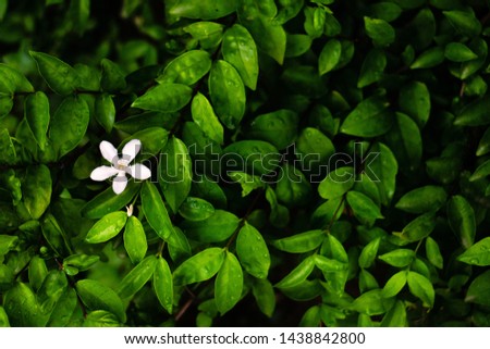 White flower and Green leaves background.Green leaves color tone dark  in the morning.Tropical Plant,environment,photo concept nature and plant.