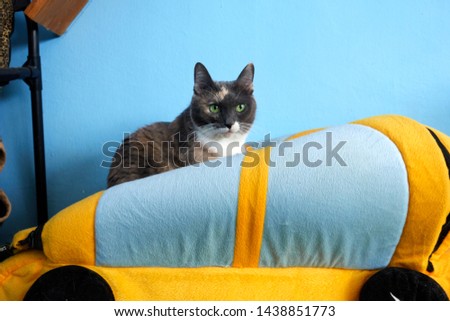       Curious black cat sitting on the blue cat bed                         