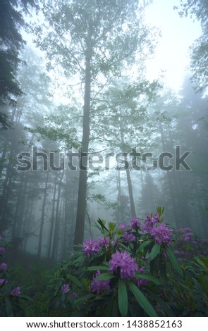 Mystic and foggy forest with pink / purple rhododendron flowers. Landscape photo was taken at forest near Camlihemsin, Rize, Turkey.          