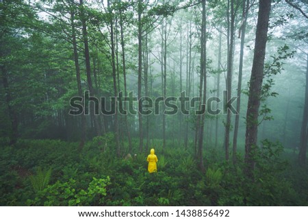 Into the forest. Woman model with yellow coat is posing in mystic and foggy forest near Camlihemsin, Rize, Turkey.     