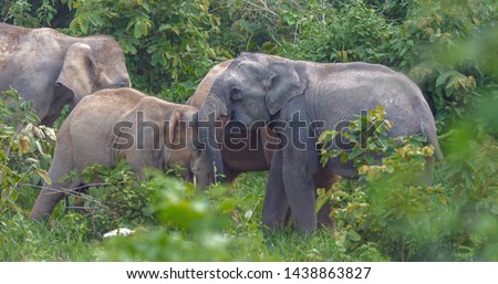 Wildlife elephant family in the forest.