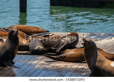 Sea lions bask in the sun in San Francisco, in clear sunny weather. Concept, tourism, travel.
