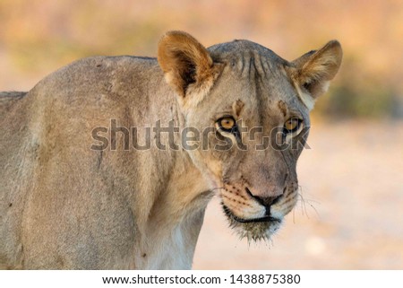 A lioness just after drinking from a waterhole. Head and shoulders photo.