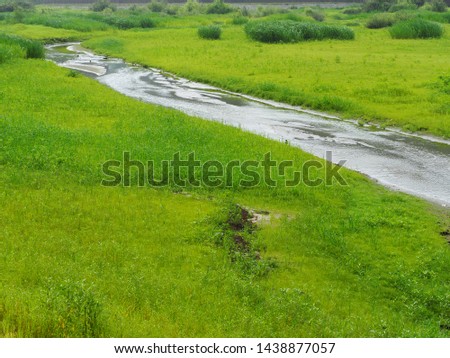 landscape of small water stream with small green plants