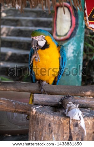 Nailed macaw  blue yellow parrot seating on a log and cleans a paw