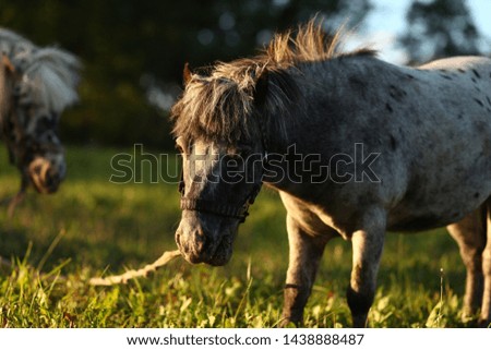 circus pony grazing in the meadow
