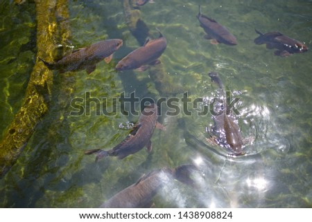 Fishes in the pond in shiny day close up