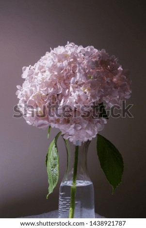 Pink hydrangea flower in a vase 