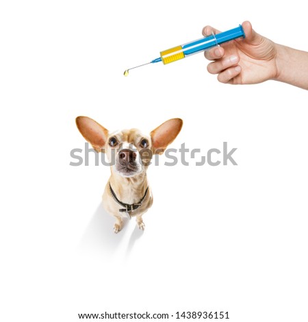 dog considering the problem of tick insects and fleas , close to scratch its skin or fur , isolated on white background