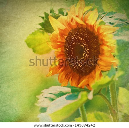 sunflower over grunge background