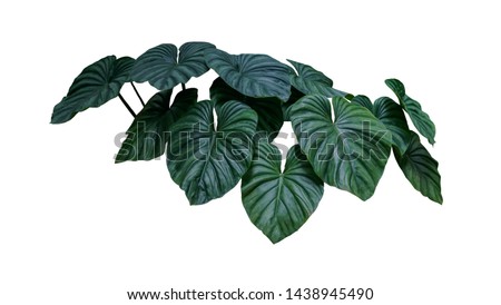 Heart shaped bicolors leaves  plant isolated on white background, clipping path included.