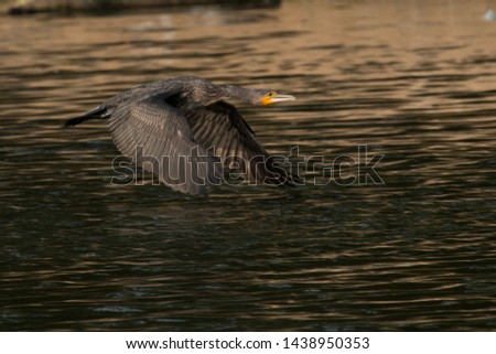 Cormorant flying above the pond at Bharatpur Bird Sanctuary, Rajasthan, India