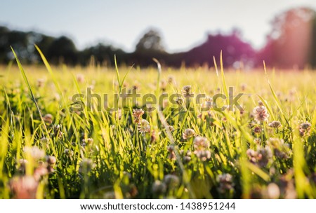 flower meadow at evening sun