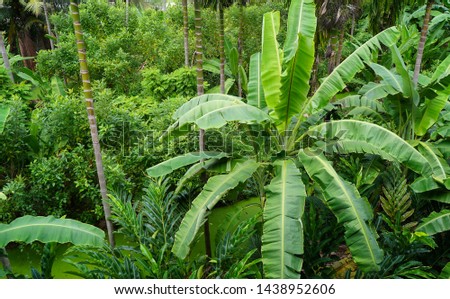 Tropical green plant for nature background